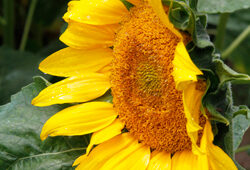 Helianthus Tournesol Mioulane NewsJardinTV Jardimiou NPM 850445014