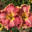 Hemerocallis hybride Mioulane NewsJardinTV Jardimiou IMG 5562