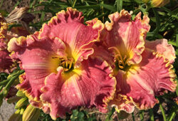 Hemerocallis hybride Mioulane NewsJardinTV Jardimiou IMG 5562