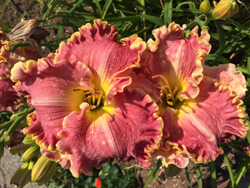 Hemerocallis hybride Mioulane NewsJardinTV Jardimiou IMG 5562