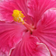 Hibiscus Mioulane NewsJrdinTV Jardimiou NPM 85024018