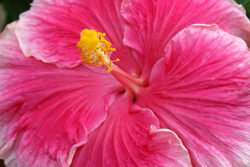 Hibiscus Mioulane NewsJrdinTV Jardimiou NPM 85024018
