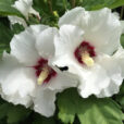 Hibiscus syriacus Red Heart Mioulane NewsJardinTV Jardimiou IMG 5596