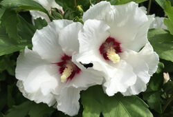 Hibiscus syriacus Red Heart Mioulane NewsJardinTV Jardimiou IMG 5596
