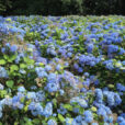 Hortensia Bleu Mioulane NewsJardinTV Jardimiou IMG 5569