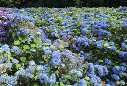 Hortensia Bleu Mioulane NewsJardinTV Jardimiou IMG 5569