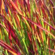 Imperata Graminee Mioulane NewsJardinTV Jardimiou IMG 5581