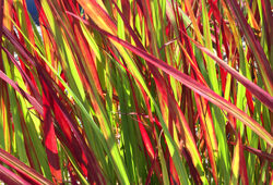 Imperata Graminee Mioulane NewsJardinTV Jardimiou IMG 5581