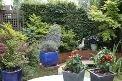 Jardin MiouMious NewsJardinTV NPM 2507527554