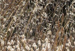 Lagurus Avena Mioulane NewsJardinTV NPM 2707524940