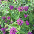 Monarda didyma Mioulane NewsJardinTV Jardimiou IMG 5584