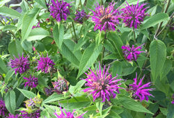 Monarda didyma Mioulane NewsJardinTV Jardimiou IMG 5584