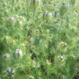 Nigella sativa Mioulane NewsJardinTV Jardimiou IMG 5611