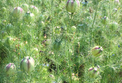 Nigella sativa Mioulane NewsJardinTV Jardimiou IMG 5611