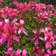 Pelargonium Roi des Balcons Mioulane NewsJardinTV ardimiou IMG 5472