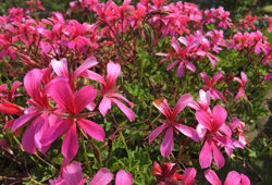 Pelargonium Roi des Balcons Mioulane NewsJardinTV ardimiou IMG 5472
