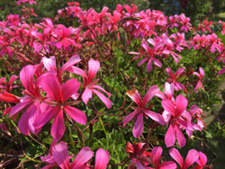 Géranium ‘Roi des balcons’ (Pelargonium x peltatum). ©N. & P. Mioulane / NewsJardinTV - Jardimiou Pelargonium Roi des Balcons Mioulane NewsJardinTV ardimiou IMG 5472