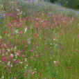 Prairie Clarkia Bleuet Mioulane NewsJardinTV Jardimiou6652213