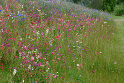 Prairie Clarkia Bleuet Mioulane NewsJardinTV Jardimiou6652213