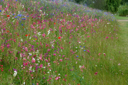 Prairie Clarkia Bleuet Mioulane NewsJardinTV Jardimiou6652213
