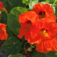 Tropaeolum majus Capucine Mioulane NewsJardinTV Jardimiou IMG 5561