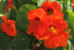 Tropaeolum majus Capucine Mioulane NewsJardinTV Jardimiou IMG 5561