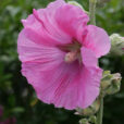 Alcea rosea Mioulane NewsJardinTV Jardimiou XY7S8660