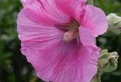 Alcea rosea Mioulane NewsJardinTV Jardimiou XY7S8660