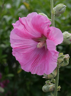 Alcea rosea Mioulane NewsJardinTV Jardimiou XY7S8660