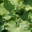 Alchemilla mollis rosee Mioulane NewsJardinTV Jardimiou 6658214