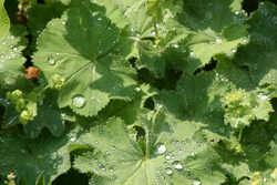 Alchemilla mollis rosee Mioulane NewsJardinTV Jardimiou 6658214