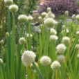 Ciboule Allium fistulosum Mioulane NewsJardinTV Jardimiou 13552471