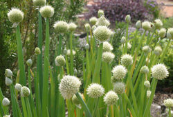 Ciboule Allium fistulosum Mioulane NewsJardinTV Jardimiou 13552471