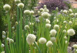 Ciboule Allium fistulosum Mioulane NewsJardinTV Jardimiou 13552471