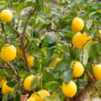 Citronnier Mioulane NewsJardinTV Jardimiou NPM 719510850
