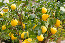 Citronnier Mioulane NewsJardinTV Jardimiou NPM 719510850