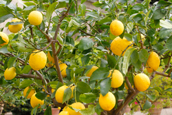 Citronnier Mioulane NewsJardinTV Jardimiou NPM 719510850