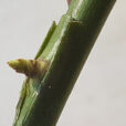 Greffe ecusson rosier Flora