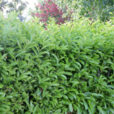 Haie Prunus laurocerasus Mioulane NewsJardinTV Jardimiou NPM 84955009