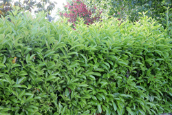 Haie Prunus laurocerasus Mioulane NewsJardinTV Jardimiou NPM 84955009