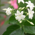 Jasminum sambac Mioulane NewsJardinTV NPM 2507525841