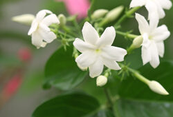 Jasminum sambac Mioulane NewsJardinTV NPM 2507525841