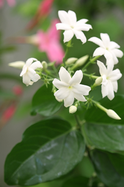 Jasminum sambac Mioulane NewsJardinTV NPM 2507525841