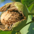 Juglans Noix Mioulane NewsJardinTV Jardimiou NPM 0833007001