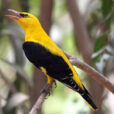 Loriot Oriolus Fauna