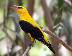 Loriot Oriolus Fauna