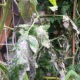 Mildiou tomate Mioulane NewsJardinTV Jardimiou IMG 5783