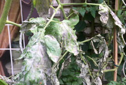 Mildiou tomate Mioulane NewsJardinTV Jardimiou IMG 5783