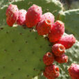 Opuntia Figue Barbarie Mioulane NewsJardinTV NPM 2707527464