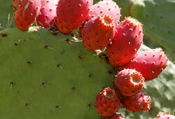Opuntia Figue Barbarie Mioulane NewsJardinTV NPM 2707527464